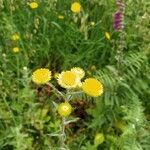 Helichrysum foetidum Žiedas