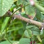 Rosa arvensis Bark