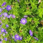 Geranium platypetalum Цвят