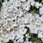 Phlox pulvinata Flower