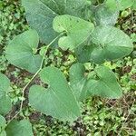 Aristolochia clematitisBlad