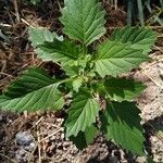 Solanum physalifolium Liść