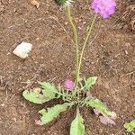 Scabiosa pyrenaica Habitat