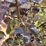Pittosporum tenuifolium Kůra