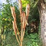 Lilium formosanum Kukka