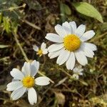 Anthemis arvensis Kwiat