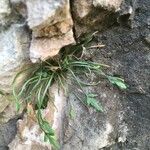 Asplenium seelosii Ліст