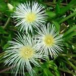 Mesembryanthemum crystallinum Kvet