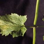 Agastache urticifolia Leaf