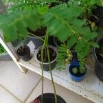 Lippia alba Foglia