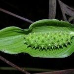 Spathiphyllum phryniifolium Fruit