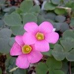 Oxalis purpurea फूल