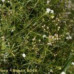 Galium timeroyi आदत