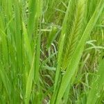 Triticum monococcum 花