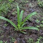 Carex plantaginea 叶