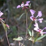 Clarkia tembloriensis Květ