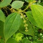 Miconia dependens Feuille