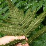 Dryopteris goldieana Leaf