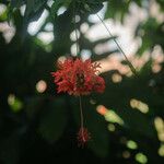 Hibiscus schizopetalus Flor