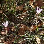 Colchicum longifolium Habit