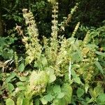 Stachys sylvatica موطن