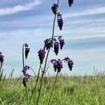 Salvia nutans Blomst