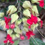 Clerodendrum thomsoniaeКветка