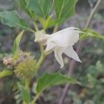 Datura ferox Flower