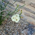 Dietes bicolorBlüte