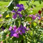 Lunaria annuaΛουλούδι