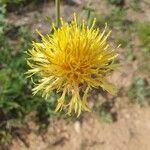 Centaurea collina Flower