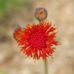 Emilia coccinea Flower