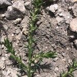 Salsola kali Leaf