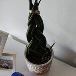 Dracaena angolensis 叶