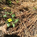 Viola purpurea Habitus