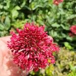 Valeriana lecoqii Flower