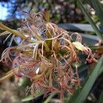 Dracaena mannii Flower