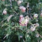 Trifolium vesiculosum Flor