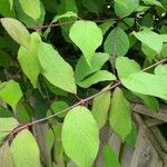 Syringa josikaea Leaf