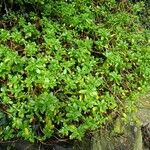 Sedum spathulifolium Habit