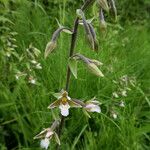 Epipactis palustris Corteza