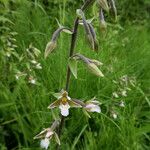 Epipactis palustris Corteccia