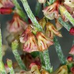 Eriogonum nidularium Kvet