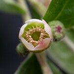 Cotoneaster acuminatus
