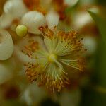 Calophyllum inophyllum Flower