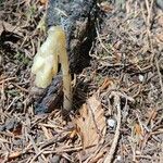 Monotropa hypopitys Flor