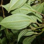 Miconia biperulifera Leaf