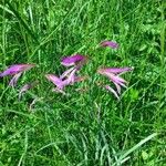 Gladiolus italicusപുഷ്പം