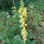 Verbascum nigrumЦветок