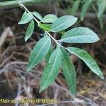 Salix pedicellata Other